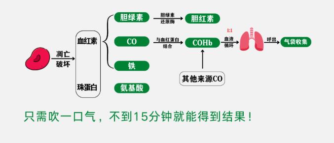 關(guān)于紅細胞壽命，你知道多少？