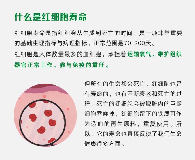 關(guān)于紅細胞壽命，你知道多少？